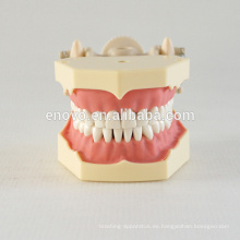 32 piezas dientes extraíbles goma suave enseñanza modelo dental 13008, dientes de reemplazo Siut para mandíbula Frasaco